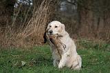 GOLDEN RETRIEVER 1017